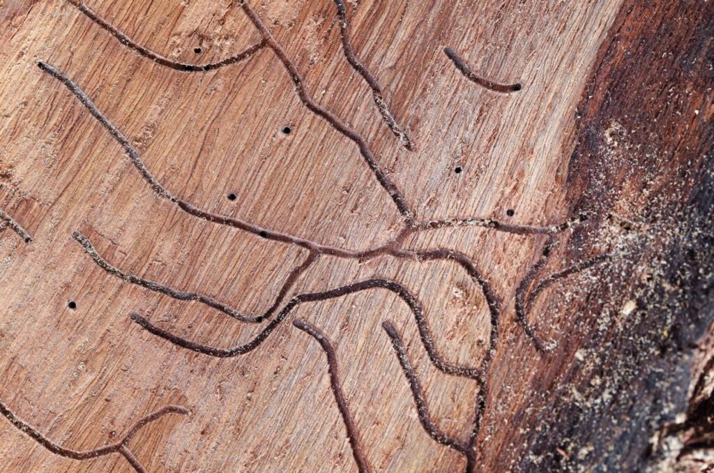 termite inspection